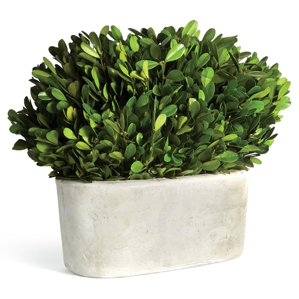 buxus sempervirens