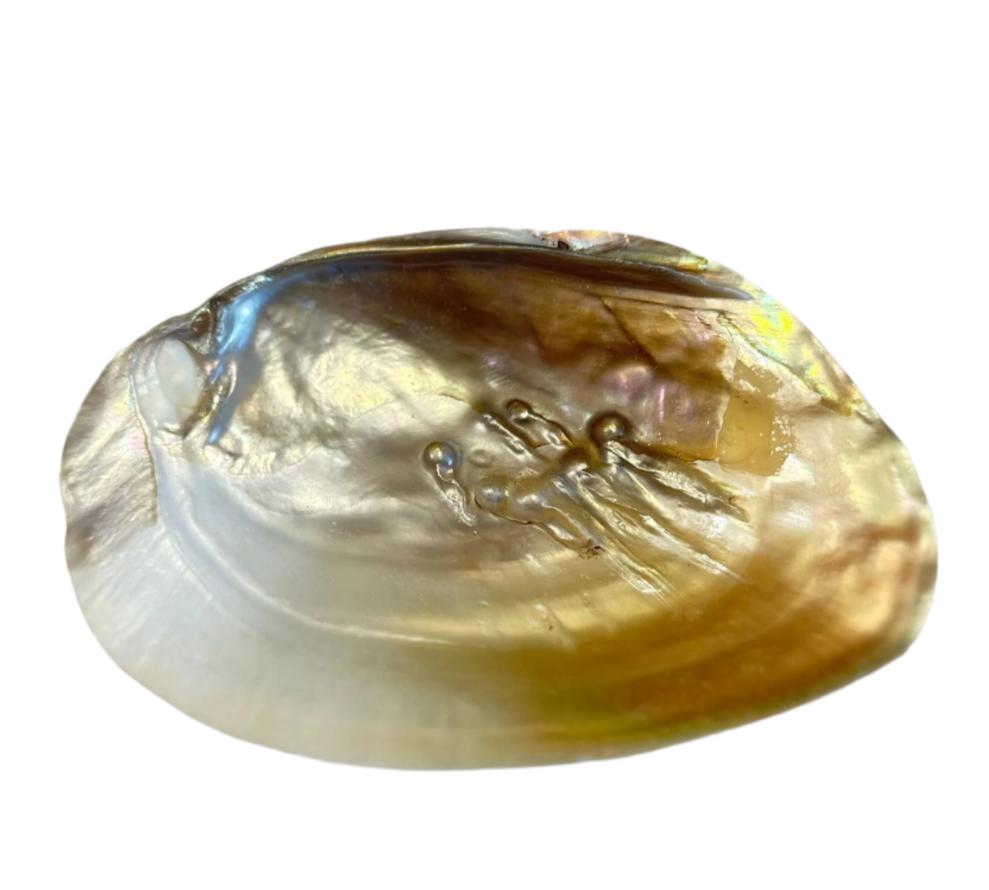 Fresh water mother of pearl shell