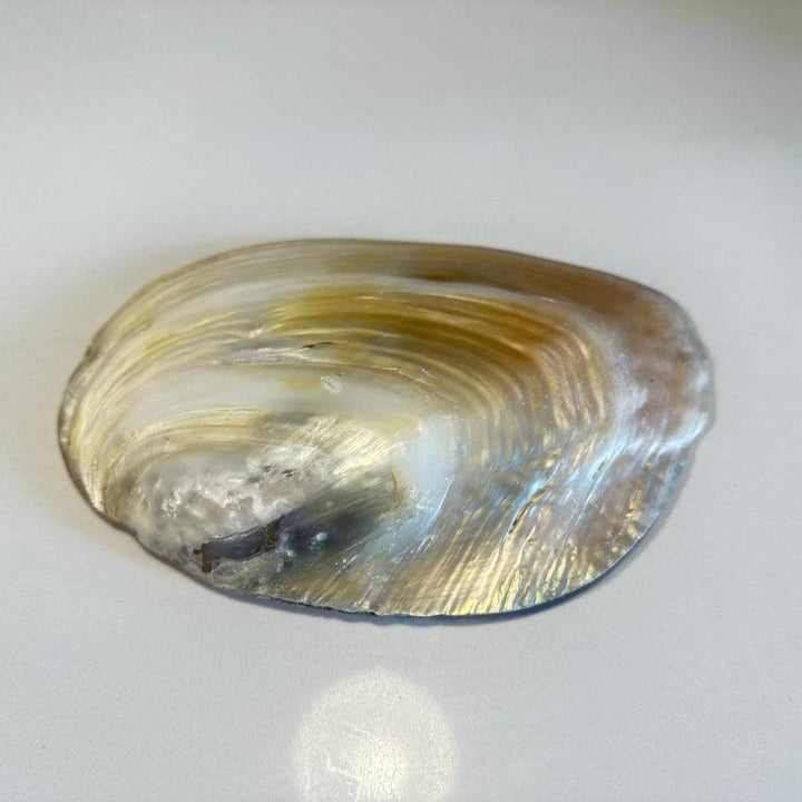 Fresh water mother of pearl shell