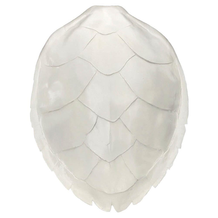 A white turtle shell